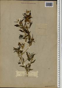 Xanthium spinosum L., Eastern Europe, North Ukrainian region (E11) (Ukraine)