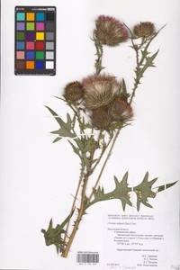 Cirsium vulgare (Savi) Ten., Eastern Europe, Central region (E4) (Russia)