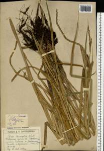 Carex utriculata Boott, Eastern Europe, North-Western region (E2) (Russia)