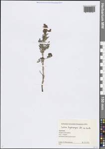 Salvia hydrangea DC. ex Benth., Caucasus, Armenia (K5) (Armenia)
