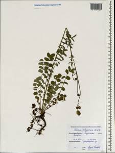 Poterium sanguisorba subsp. polygamum (Waldst. & Kit.) Asch. & Graebn., Crimea (KRYM) (Russia)