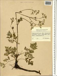 Chaerophyllum aureum L., Caucasus, Stavropol Krai, Karachay-Cherkessia & Kabardino-Balkaria (K1b) (Russia)