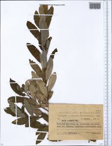 Salix iliensis Regel, Siberia, Western (Kazakhstan) Altai Mountains (S2a) (Kazakhstan)