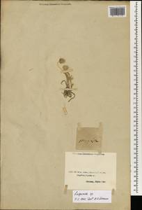 Lagurus ovatus L., South Asia, South Asia (Asia outside ex-Soviet states and Mongolia) (ASIA) (Turkey)