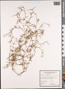 Dianthus nudiflorus Griff., South Asia, South Asia (Asia outside ex-Soviet states and Mongolia) (ASIA) (Iran)