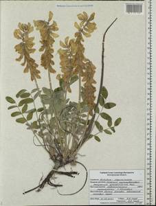 Hedysarum grandiflorum Pall., Eastern Europe, Central forest-and-steppe region (E6) (Russia)