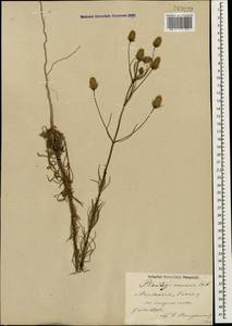 Plantago arenaria Waldst. & Kit., Caucasus, Azerbaijan (K6) (Azerbaijan)