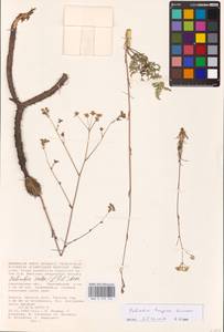 Palimbia turgaica Lipsky, Eastern Europe, Lower Volga region (E9) (Russia)