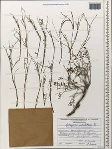 Astragalus subuliformis DC., Caucasus, Black Sea Shore (from Novorossiysk to Adler) (K3) (Russia)