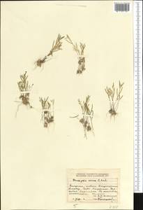 Draba nuda (Bél. ex Boiss.) Al-Shehbaz & M. Koch, Middle Asia, Dzungarian Alatau & Tarbagatai (M5) (Kazakhstan)