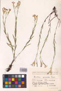 Dianthus chinensis L., Eastern Europe (no precise locality) (E0)