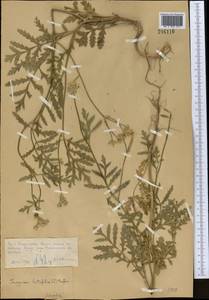 Turgenia latifolia (L.) Hoffm., Middle Asia, Northern & Central Tian Shan (M4) (Kazakhstan)