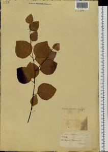 Betula pendula subsp. mandshurica (Regel) Ashburner & McAll., Siberia, Yakutia (S5) (Russia)