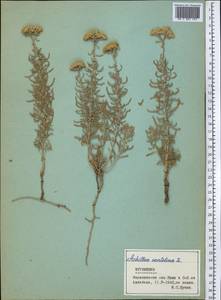 Achillea wilhelmsii K. Koch, Middle Asia, Kopet Dag, Badkhyz, Small & Great Balkhan (M1) (Turkmenistan)