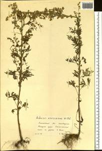 Artemisia sieversiana Ehrh. ex Willd., Siberia, Altai & Sayany Mountains (S2) (Russia)