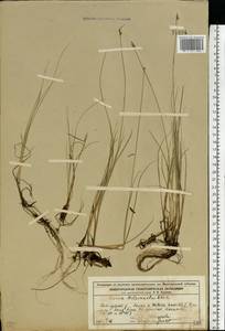 Carex heleonastes Ehrh. ex L.f., Eastern Europe, Volga-Kama region (E7) (Russia)