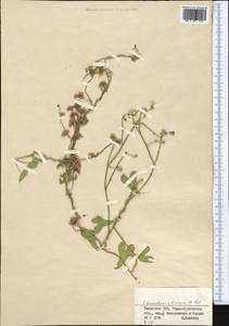 Cynanchum acutum subsp. sibiricum (Willd.) Rech. fil., Middle Asia, Dzungarian Alatau & Tarbagatai (M5) (Kazakhstan)