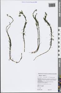 Hippuris vulgaris L., Siberia, Baikal & Transbaikal region (S4) (Russia)