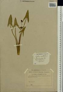 Sagittaria sagittifolia L., Eastern Europe, Central region (E4) (Russia)