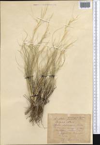 Stipagrostis pennata (Trin.) De Winter, Middle Asia, Pamir & Pamiro-Alai (M2) (Uzbekistan)
