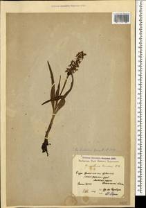 Gymnadenia conopsea (L.) R.Br., Caucasus, Dagestan (K2) (Russia)