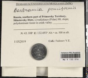 Bartramia pomiformis Hedw., Bryophytes, Bryophytes - Russian Far East (excl. Chukotka & Kamchatka) (B20) (Russia)