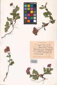 Eurybia sibirica subsp. sibirica, Eastern Europe, Northern region (E1) (Russia)