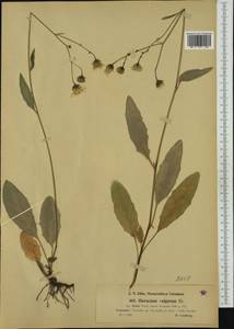 Hieracium silenii (Norrl.) Norrl., Western Europe (EUR) (Finland)