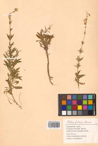 Silene foliosa Maxim., Siberia, Russian Far East (S6) (Russia)