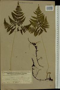 Gymnocarpium robertianum (Hoffm.) Newman, Eastern Europe, Volga-Kama region (E7) (Russia)