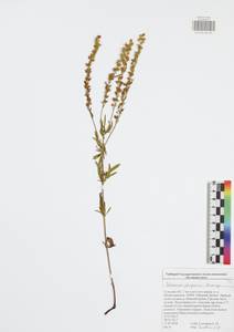 Veronica austriaca subsp. jacquinii (Baumg.) Watzl, Eastern Europe, Central region (E4) (Russia)