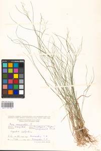 Poa nemoralis L., Eastern Europe, Moldova (E13a) (Moldova)