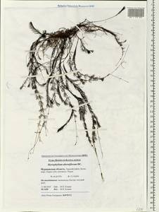 Myriophyllum alterniflorum DC., Eastern Europe, Northern region (E1) (Russia)