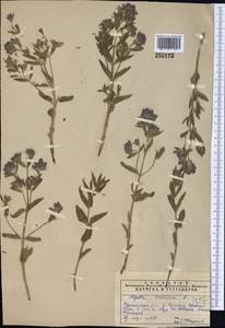 Nepeta ucranica L., Middle Asia, Western Tian Shan & Karatau (M3) (Kazakhstan)