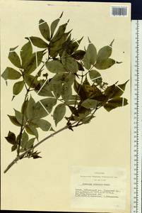 Sambucus sibirica Nakai, Siberia, Altai & Sayany Mountains (S2) (Russia)