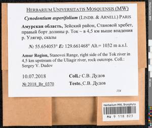 Cynodontium asperifolium (Lindb. ex Arnell) Paris, Bryophytes, Bryophytes - Russian Far East (excl. Chukotka & Kamchatka) (B20) (Russia)