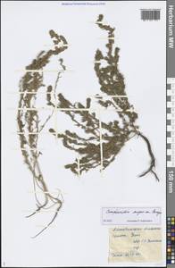 Camphorosma songorica Bunge, Middle Asia, Caspian Ustyurt & Northern Aralia (M8) (Kazakhstan)