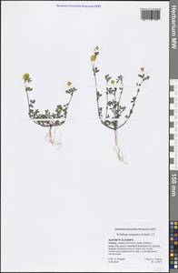 Trifolium campestre Schreb., South Asia, South Asia (Asia outside ex-Soviet states and Mongolia) (ASIA) (Turkey)