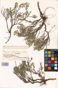 MHA 0 157 300, Thymus pallasianus Heinr.Braun, Eastern Europe, Lower Volga region (E9) (Russia)