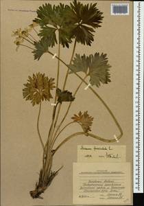Anemonastrum narcissiflorum subsp. fasciculatum (L.) Raus, Caucasus, Stavropol Krai, Karachay-Cherkessia & Kabardino-Balkaria (K1b) (Russia)