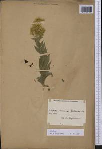 Solidago, America (AMER) (United States)