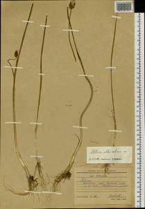 Allium altyncolicum N.Friesen, Siberia, Altai & Sayany Mountains (S2) (Russia)