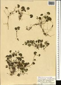 Hydrocotyle ramiflora Maxim., Caucasus, Abkhazia (K4a) (Abkhazia)