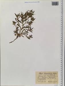 Bassia hyssopifolia (Pall.) Kuntze, Siberia, Western Siberia (S1) (Russia)