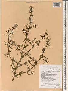 Salsola squarrosa subsp. squarrosa, South Asia, South Asia (Asia outside ex-Soviet states and Mongolia) (ASIA) (Cyprus)