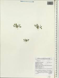 Astragalus, South Asia, South Asia (Asia outside ex-Soviet states and Mongolia) (ASIA) (Israel)