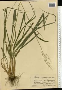 Festuca altissima All., Eastern Europe, West Ukrainian region (E13) (Ukraine)