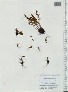 Woodsia ilvensis (L.) R. Br., Siberia, Chukotka & Kamchatka (S7) (Russia)