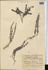 Linaria cretacea Fisch. ex Spreng., Middle Asia, Caspian Ustyurt & Northern Aralia (M8) (Kazakhstan)