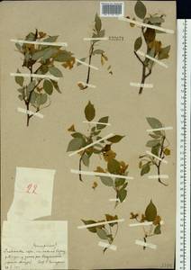 Prunus sibirica L., Siberia, Russian Far East (S6) (Russia)